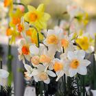 Midwest Daffodil Society Show