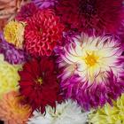 Central States Dahlia Society Sale