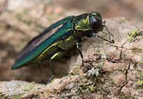 PHOTO: Emerald ash borer.