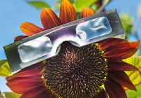 Solar Eclipse Viewing