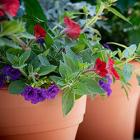 Get Growing Plant Sale