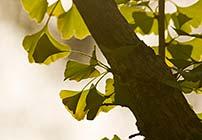 Ginko