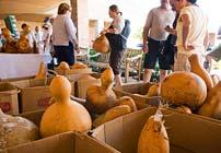PHOTO: Gourd Show and Sale