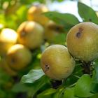 Midwest Fruit Explorers Grafting Workshop