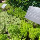 Herb Garden Weekend