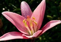 Wisconsin-Illinois Lily Society Show