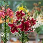 Wisconsin-Illinois Lily Society Show & Sale