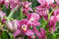 Orchid Show