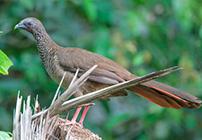 Speckled chachalaca (Ortalis guttata)