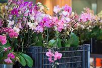 Post-Orchid Show Plant Sale