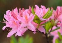 PHOTO: Rhododendron