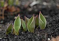 tulips