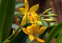 Orchid Marketplace