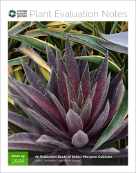 Plant Evaluation Mangave