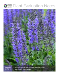 salvia