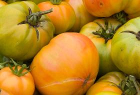 Heirloom Tomatoes