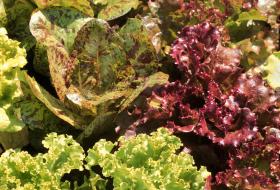 Lettuce variety