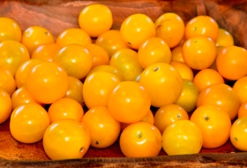 Sungold tomatoes