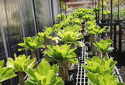 Brighamia insignis Brighamia insignis