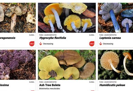 Building Capacity, Awareness, and Partnerships for Fungal Conservationg Building Capacity, Awareness, and Partnerships for Fungal Conservation