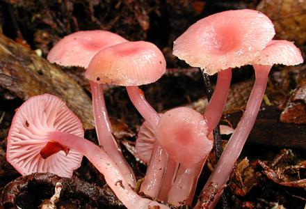 Diversity and Biogeography of Southern Neotropical Oak Associated Macrofungi Diversity and Biogeography of Southern Neotropical Oak Associated Macrofungi