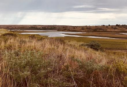 Drivers of Wetland Diversity and Ecosystem Functions Drivers of Wetland Diversity and Ecosystem Functions
