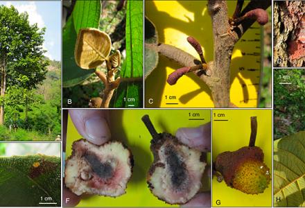 Scientists Describe Two New Tree Species Scientists Describe Two New Tree Species
