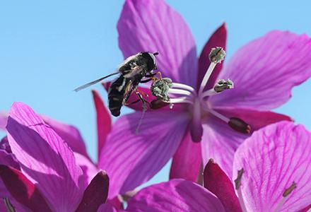 fly on artic plant fly on artic plant
