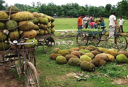 jackfruit market jackfruit market