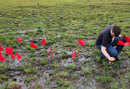 Collaborative project supports a rare plant’s rocky road to recovery Collaborative project supports a rare plant’s rocky road to recovery
