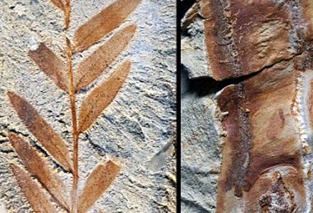 60-million-year-old legume fossils 60-million-year-old legume fossils