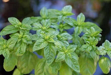 Plant Information | Chicago Botanic Garden