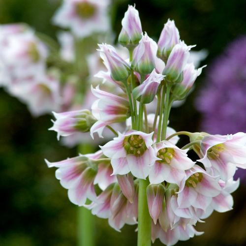 Garlic for cool crops