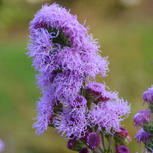 Liatris ligulistylis