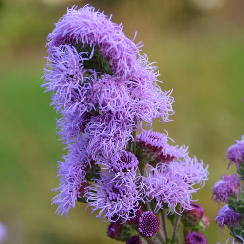 Liatris ligulistylis