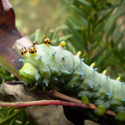 Cecropia moth Caterpillar