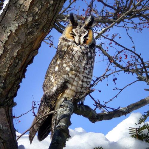 Long Eared Owl - photo by Jim Steffen