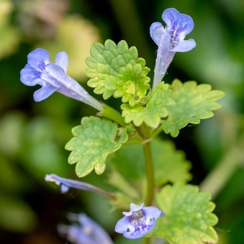 Edible Weeds Flowers