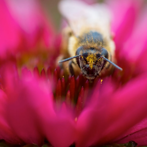 Plants for Pollinators