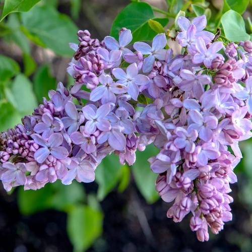 Small Flowering Trees