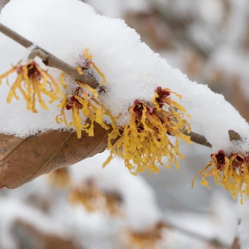 Trees for Winter Interest