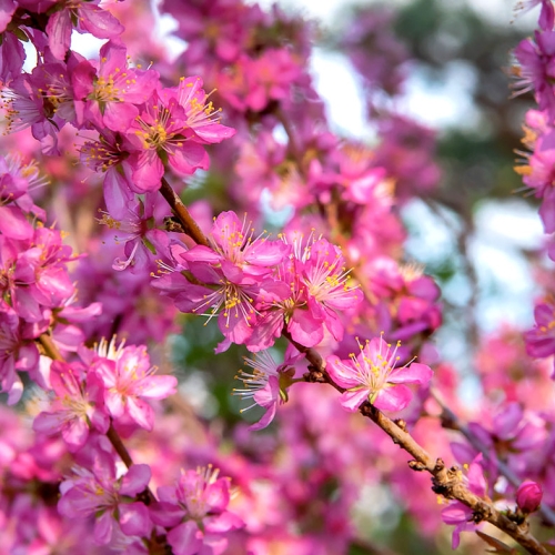 Versatile Crabapples