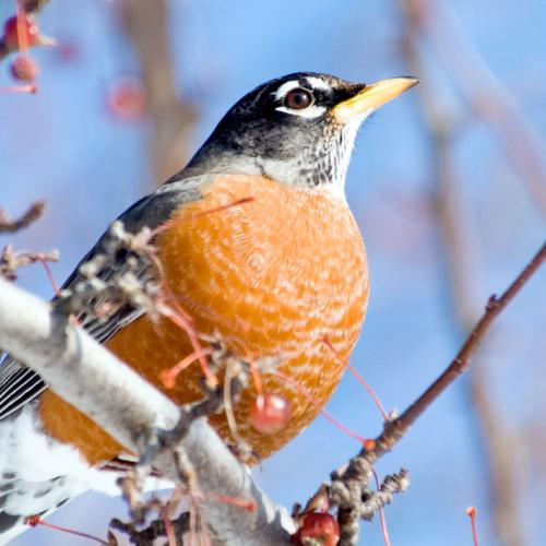 Winter Bird Walk