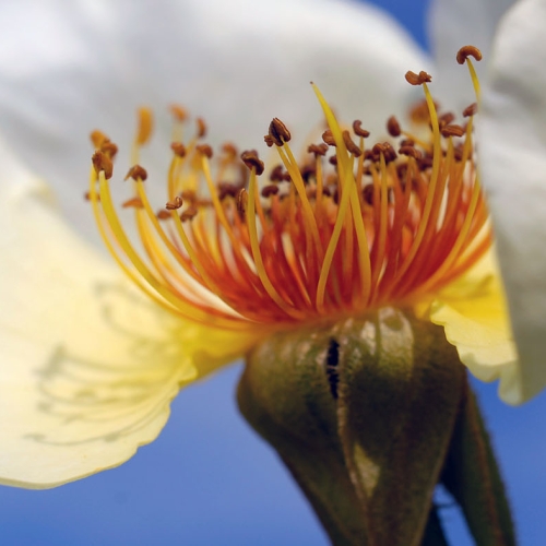 Macro photography