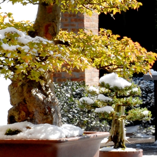 Bonsai - Preparing for Seasonal Storage