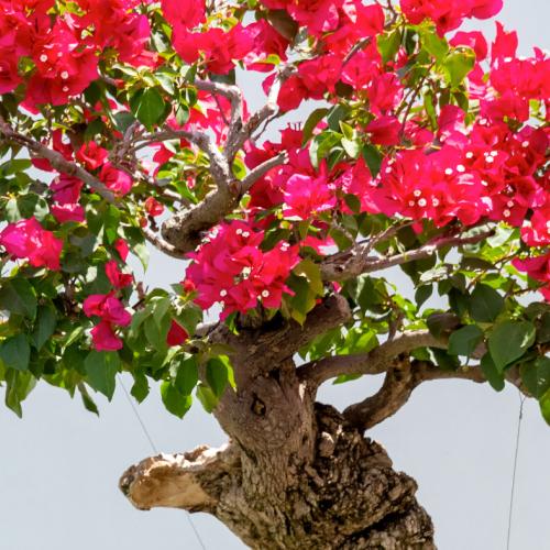 Tropical Bonsai
