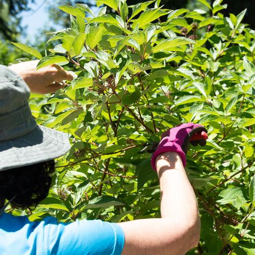 Gardening Techniques