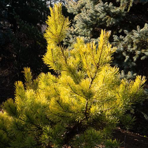 Native evergreens