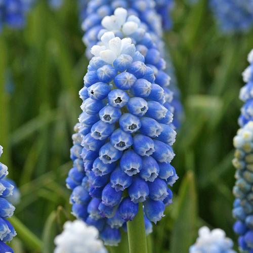 Muscari Ocean Magic