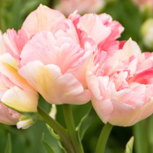 Tulip Angelique
